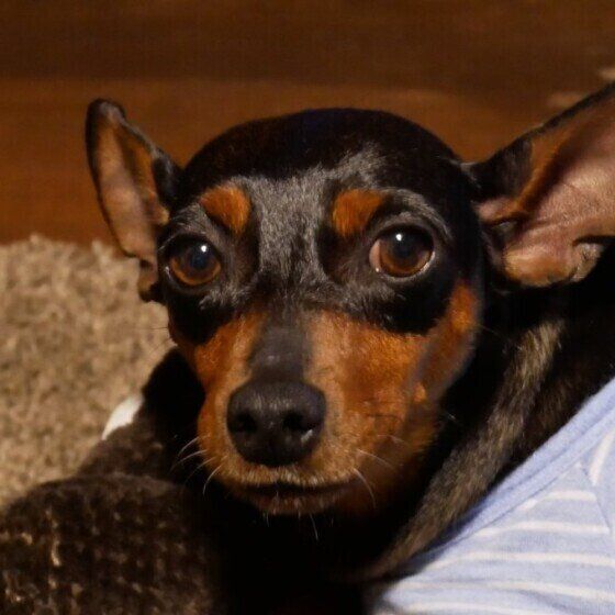 見落としがちな犬の呼吸音に注意!知っておくと病気に早く気がつけるかも?  いぬのきもち