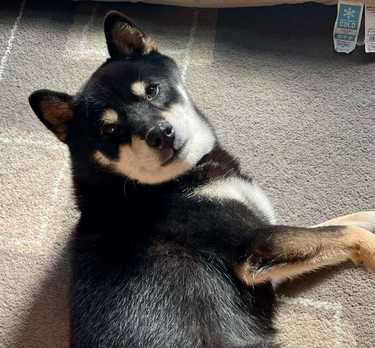 寝転がる慧沼くん。