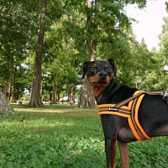 ミニチュア・ピンシャーのレオンくん