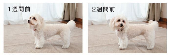 同じ姿勢を撮り続けて