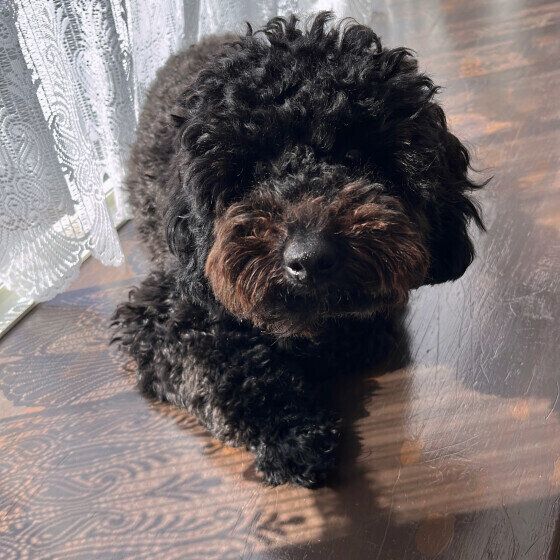 トイ・プードルのさくらちゃん