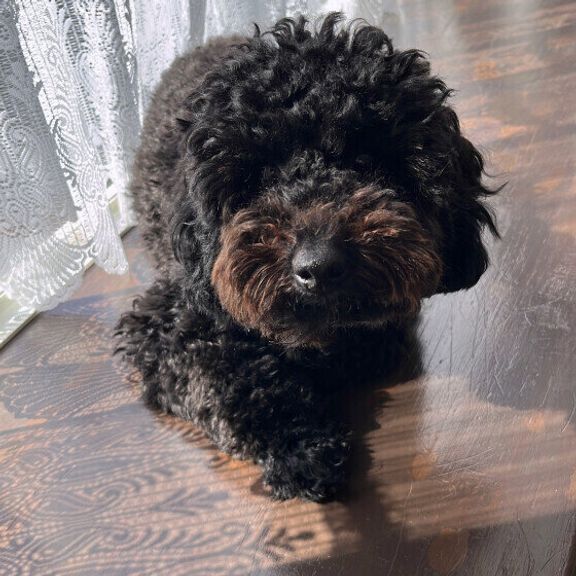 トイ・プードルのさくらちゃん