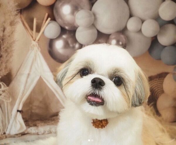 笑顔が可愛いしろんちゃん