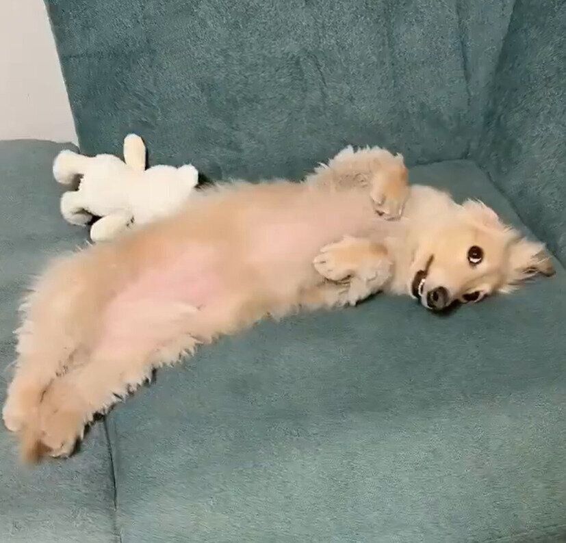 ひっくり返って飼い主さんを見つめるロイくん（撮影時1才11カ月）