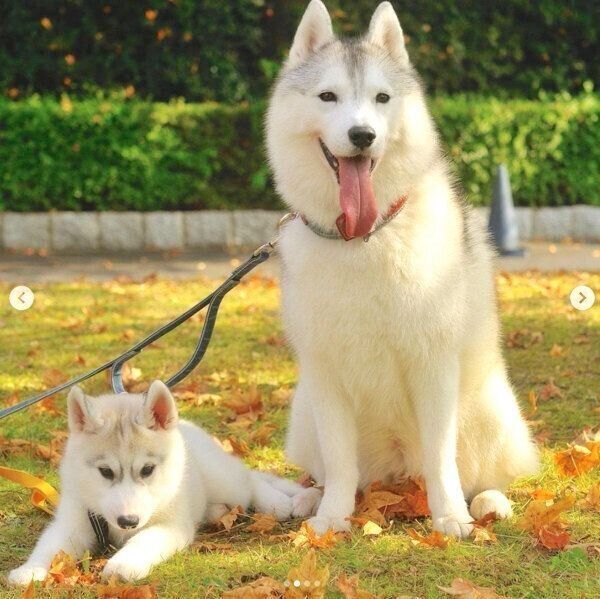 仲良しないろはちゃん、ふたばちゃん