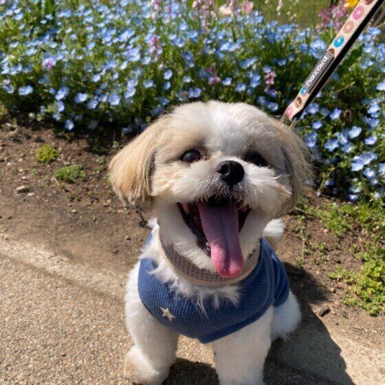 お散歩中のシー・ズー