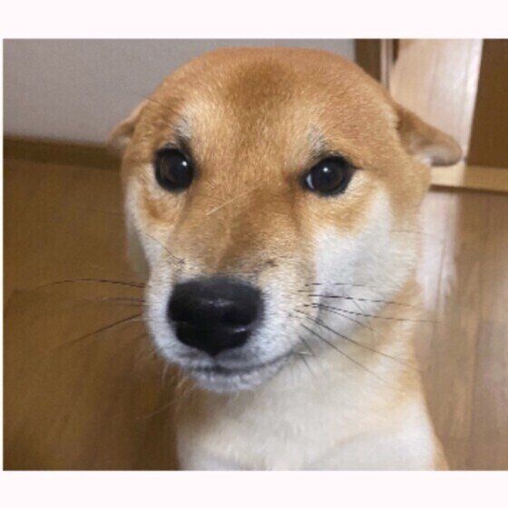 ヒコーキ耳をする柴犬