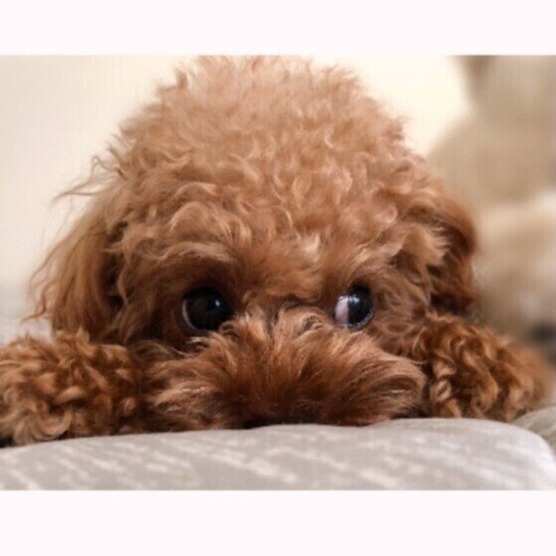 犬は夜行性なの 夜活動的な犬の生活リズムについて聞いた いぬのきもちweb Magazine 犬は夜行性なの 夜活動的な犬の生活リズムについて聞いた いぬのきもちweb Magazine