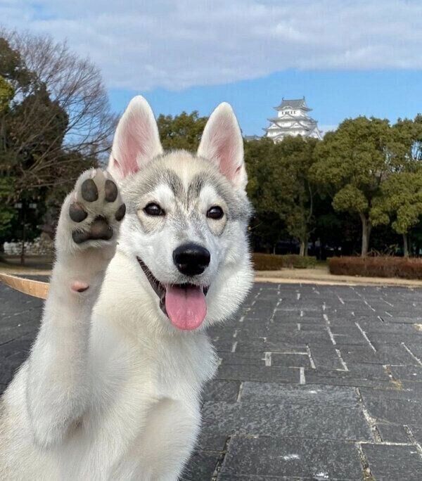 ポーズをキメるステラくん