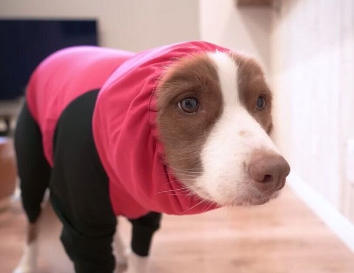 ボーダー・コリーのリーリエちゃん