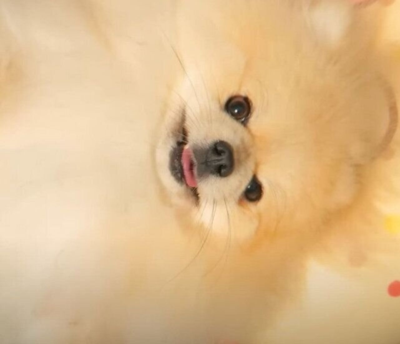 足もピーンとなっちゃう ママのマッサージに全身でうっとりするもふもふポメラニアン いぬのきもちweb Magazine 足もピーンとなっちゃう ママのマッサージに全身でうっとりするもふもふポメラニアン いぬのきもちweb Magazine