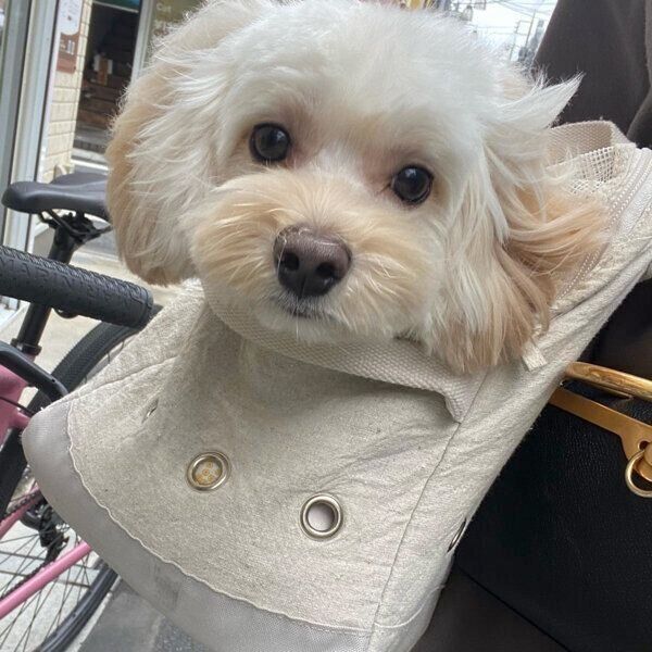 トリミング後にスッキリしたくまくん