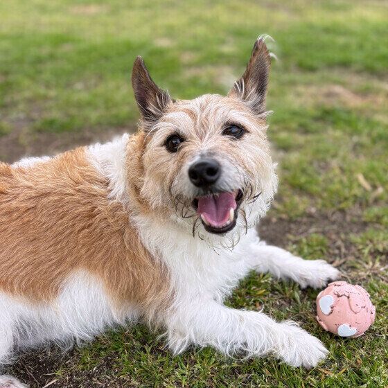 ボールで遊ぶジャック・ラッセル・テリア いぬのきもち