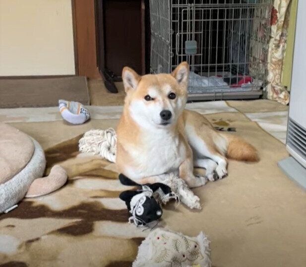 おもちゃに囲まれた柴犬ハナちゃん