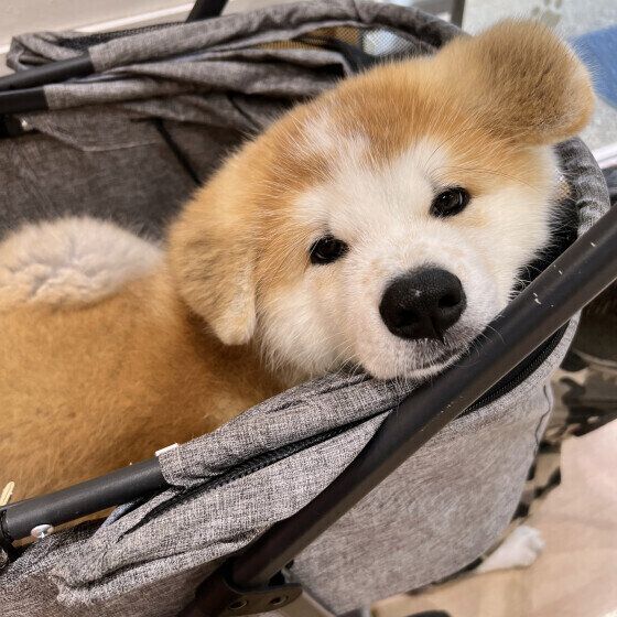 秋田の殿くん♪