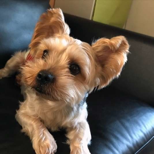 ヨークシャー・テリア