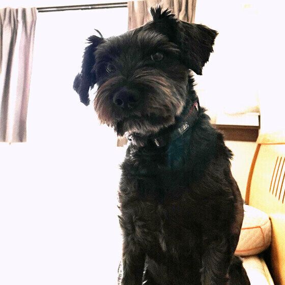 お座りするミニチュア・シュナウザー