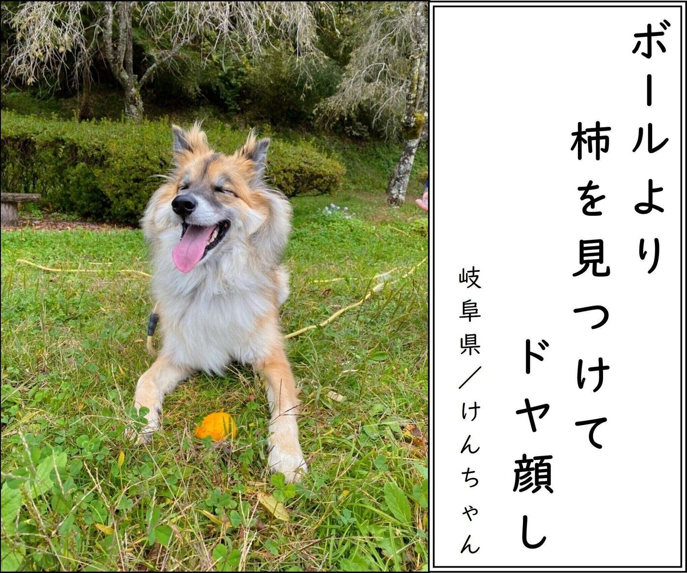 第4回犬猫あるある川柳 犬部門 最優秀 優秀作品を発表します いぬのきもちweb Magazine 第4回犬猫あるある川柳 犬部門 最優秀 優秀作品を発表します いぬのきもちweb Magazine