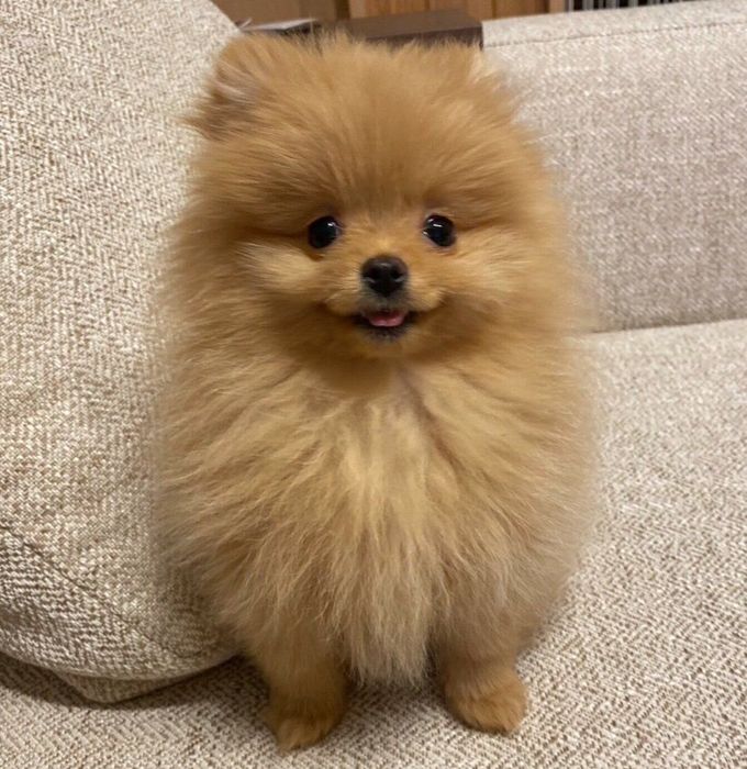 おやつを期待するふちちゃん