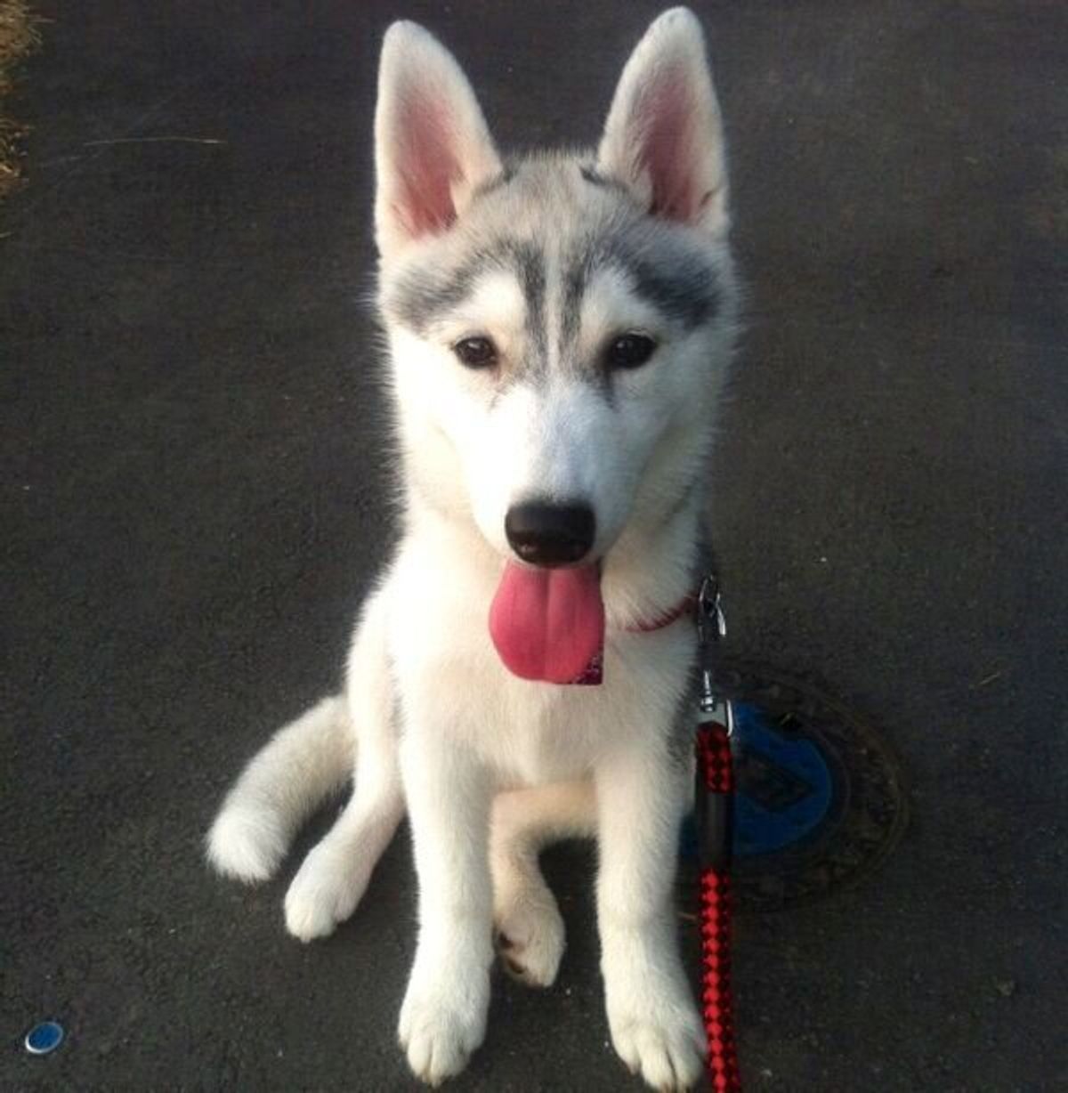 気持ちが顔に出すぎちゃう シルビアちゃんは我が子のようで癒しの存在 特別企画 スマイルドッグ ありがとうを叫ぼう いぬのきもちweb Magazine 気持ちが顔に出すぎちゃう シルビアちゃんは我が子のようで癒しの存在 特別企画 スマイルドッグ ありがとうを叫ぼう いぬのきもちweb Magazine