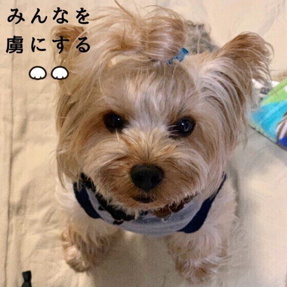 ウルウル目で見上げるヨークシャー・テリア