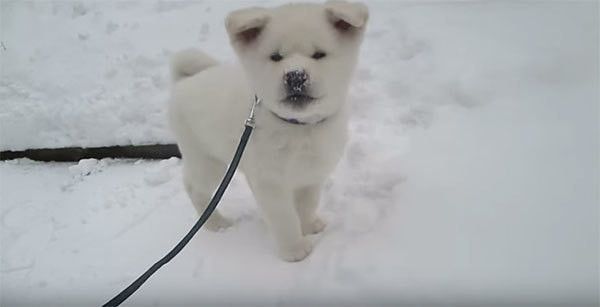 雪遊びする秋田犬