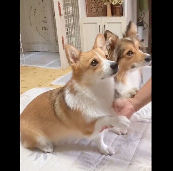 同時に「オテ」をするせこむちゃん、うりちゃん