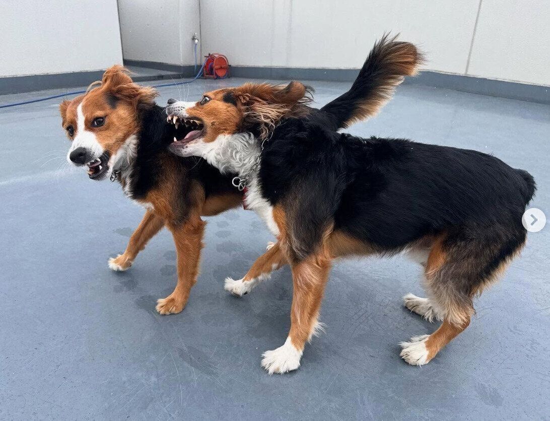 仲良くじゃれ合うかおるくん、りつくん