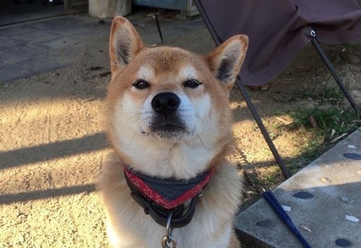 カメラ目線を撮られたくない柴犬 飼い主さんとのアツい攻防に思わず爆笑 いぬのきもちweb Magazine カメラ目線を撮られたくない柴犬 飼い主さんとのアツい攻防に思わず爆笑 いぬのきもちweb Magazine
