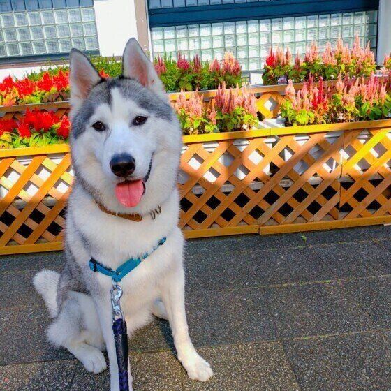 笑顔のシベリアン・ハスキー