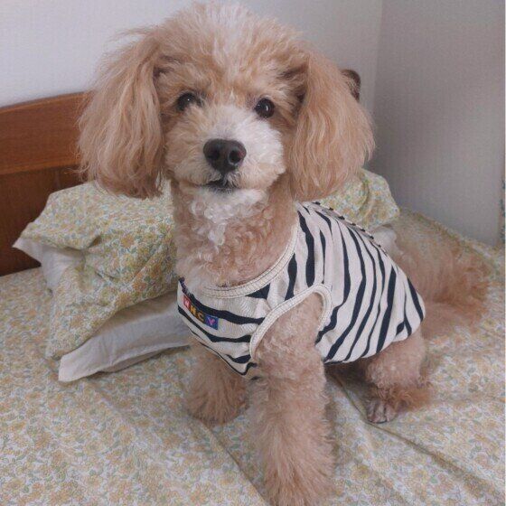 トイ・プードルのハービーちゃん