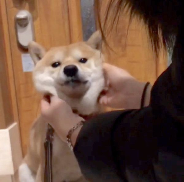 豆柴の豆千代くん