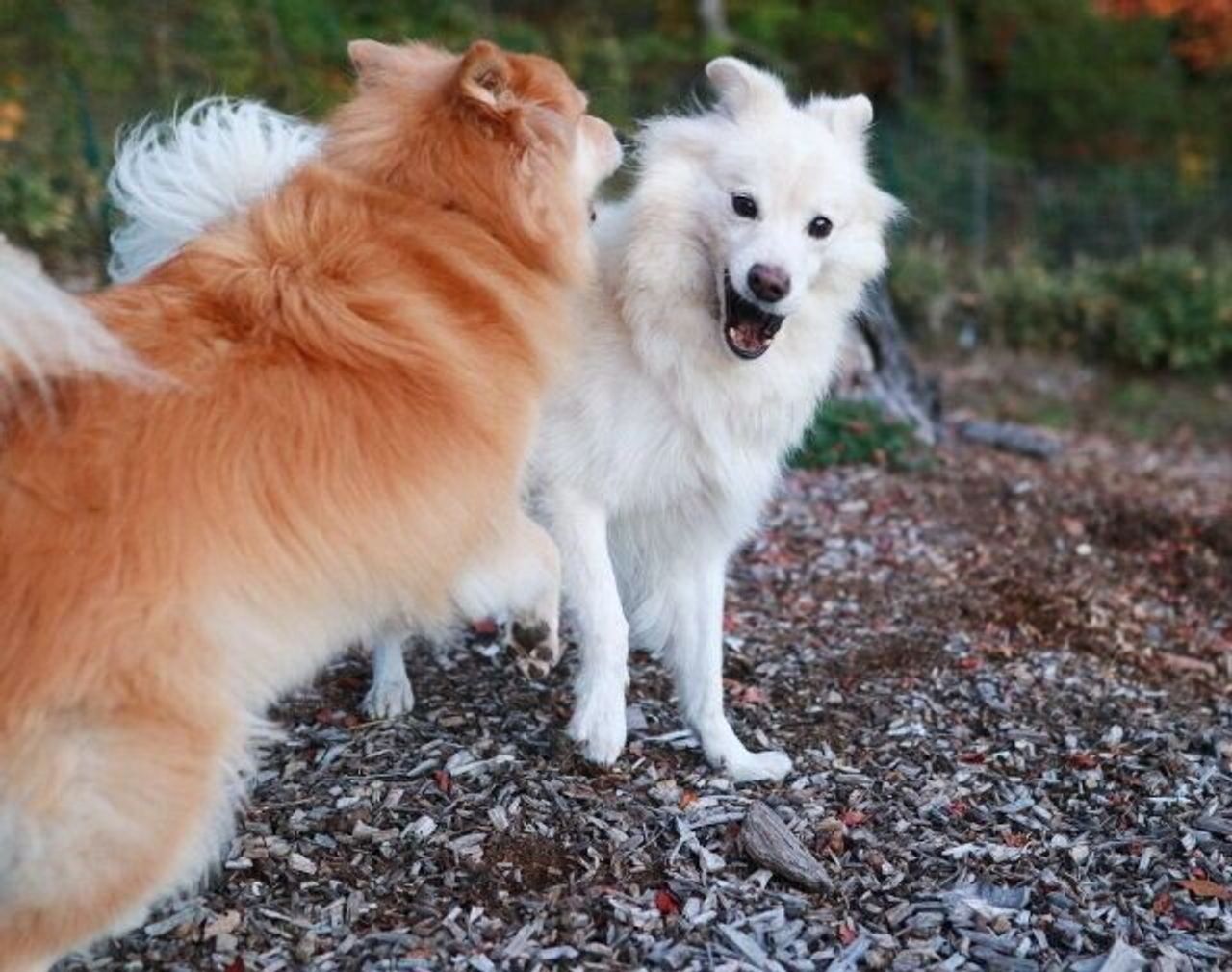 Qlmf Adcsthk1m Qlmf Adcsthk1m