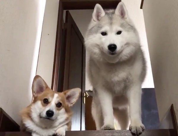 見つめるきゃりーちゃんとムギちゃん