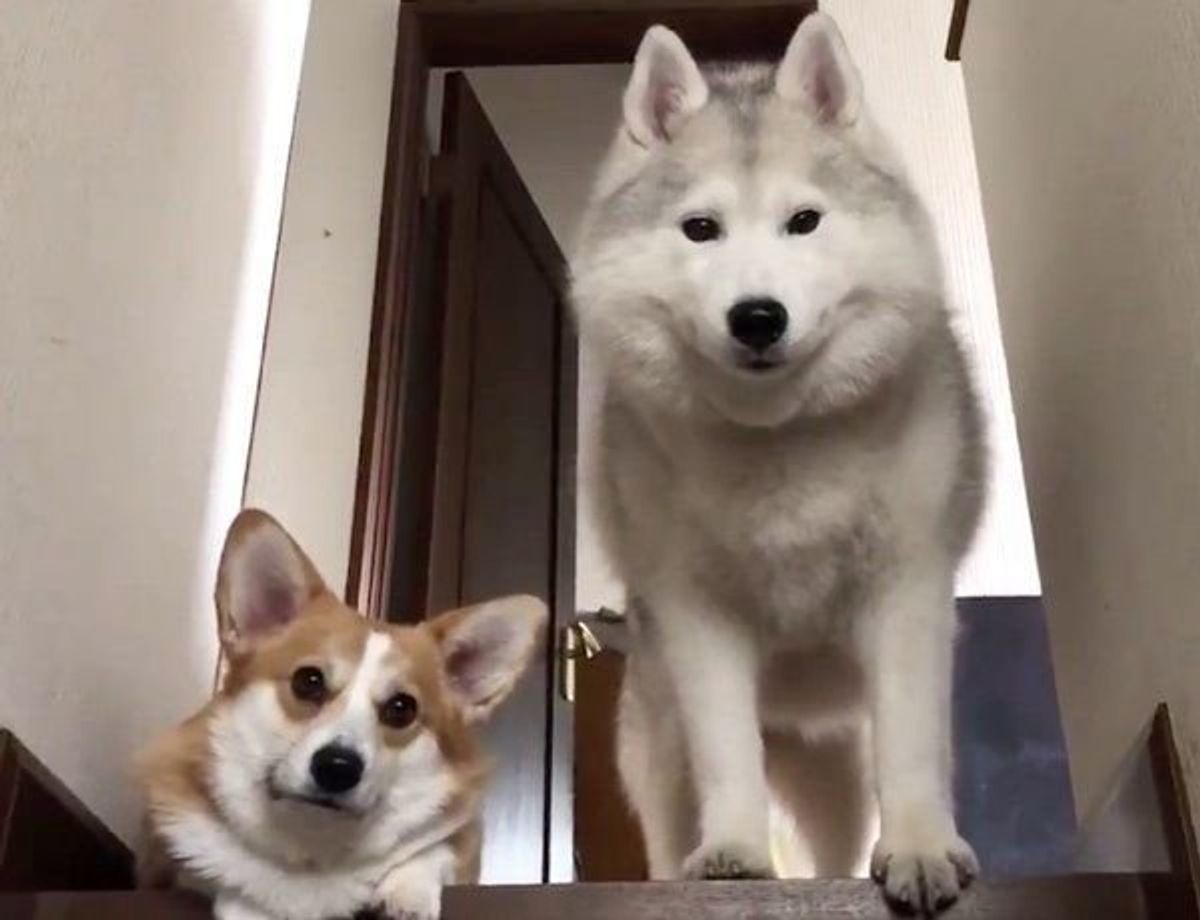 なんという無限ループ ハムハムしてあげる犬が可愛すぎた いぬのきもちweb Magazine なんという無限ループ ハムハムしてあげる犬が可愛すぎた いぬのきもちweb Magazine