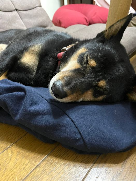 飼い主さんのお子さんのパジャマを枕にしてスヤスヤ眠る柴犬