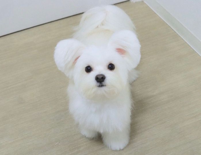 見つめるおもちちゃん