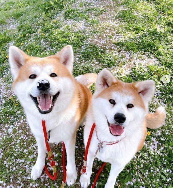 散歩を楽しむよたろうくん、みつきちゃん