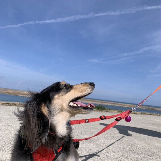 飛行機雲とミニチュア・ダックスフンド