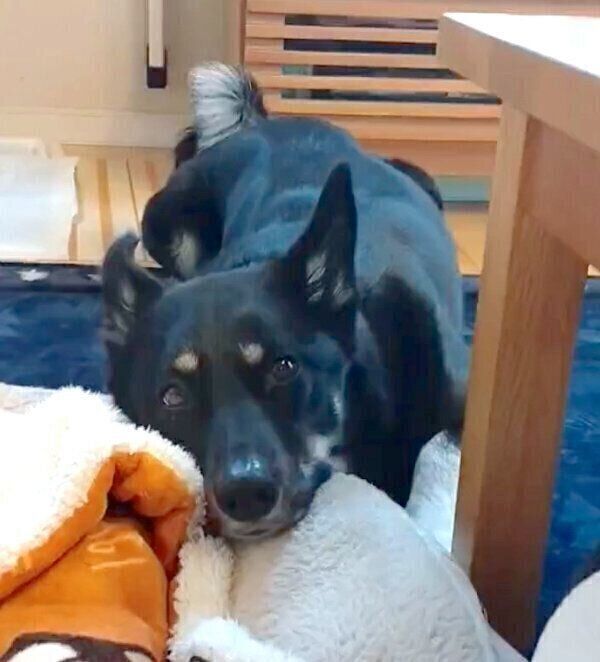 圧をかけるルアちゃん