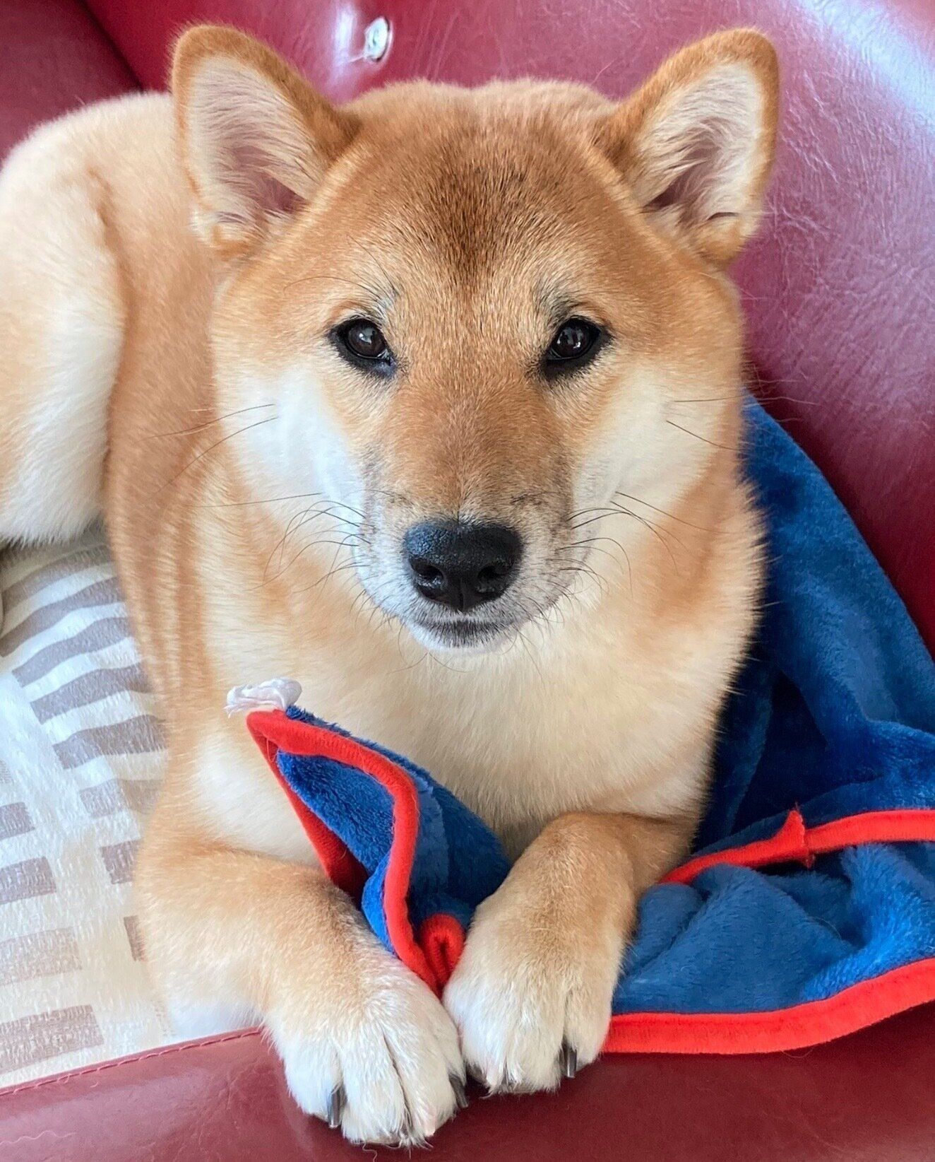 見つめる福ちゃん