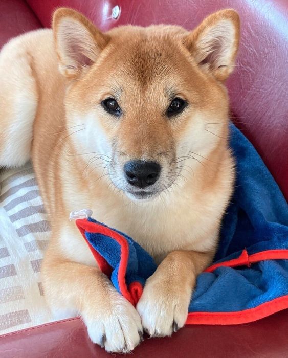 見つめる福ちゃん