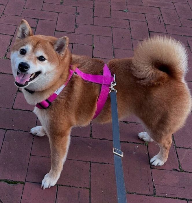 楽しそうなあんこちゃん