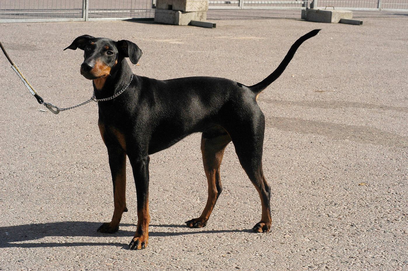 全部解けたら 犬種博士 愛犬家も迷う 激ムズ犬種クイズ にチャレンジ いぬのきもちweb Magazine 全部解けたら 犬種博士 愛犬家も迷う 激ムズ犬種クイズ にチャレンジ いぬのきもちweb Magazine