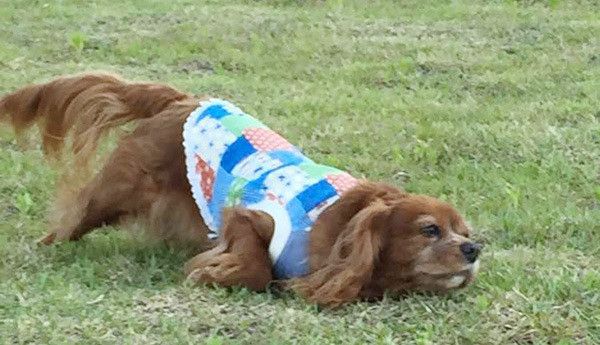 スリスリするキャバリア