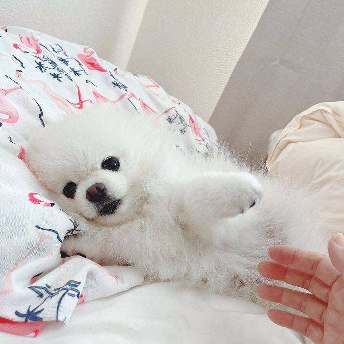 飼い主さんをベッドに誘うコロンちゃん