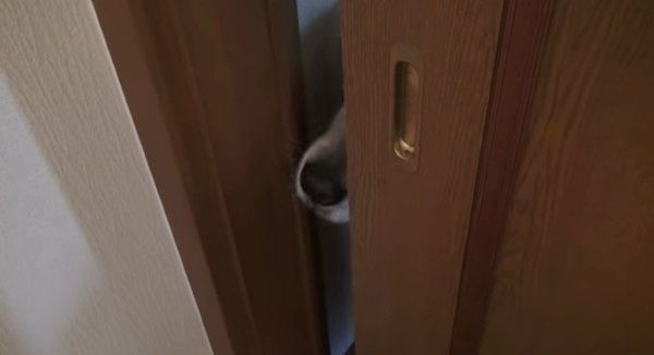 お風呂を覗くゴールデン・レトリーバー