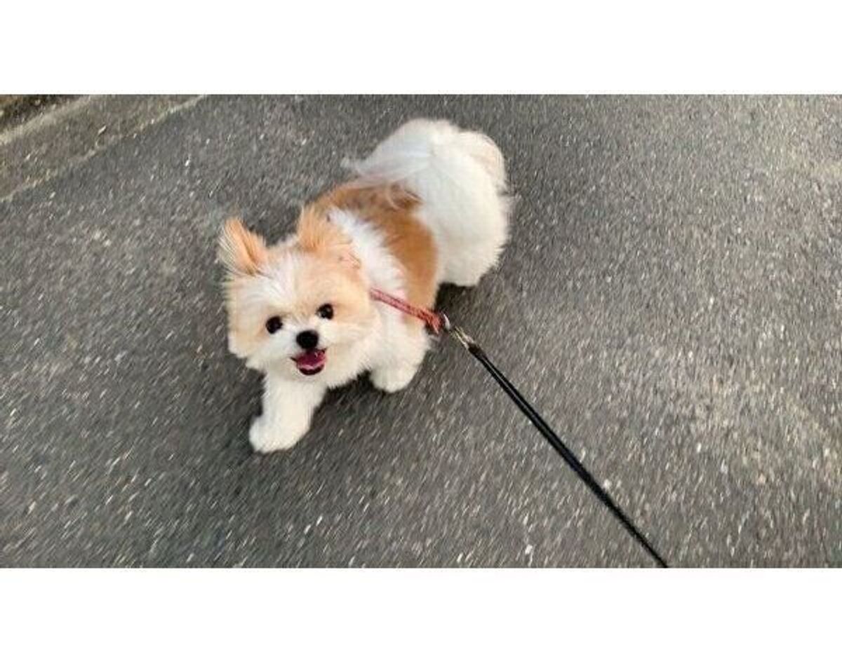 散歩中に飼い主のことをチラチラ見る犬の心理 アイコンタクトしやすい犬には傾向も 獣医師解説 いぬのきもちweb Magazine 散歩中に飼い主のことをチラチラ見る犬の心理 アイコンタクトしやすい犬には傾向も 獣医師解説 いぬのきもちweb Magazine