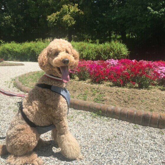 スタンダード・プードルのナナ ちゃん