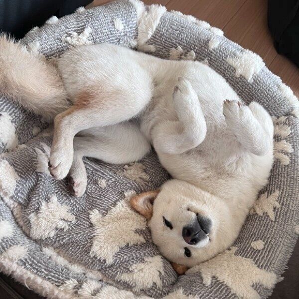 なでてアピールをするエルちゃん